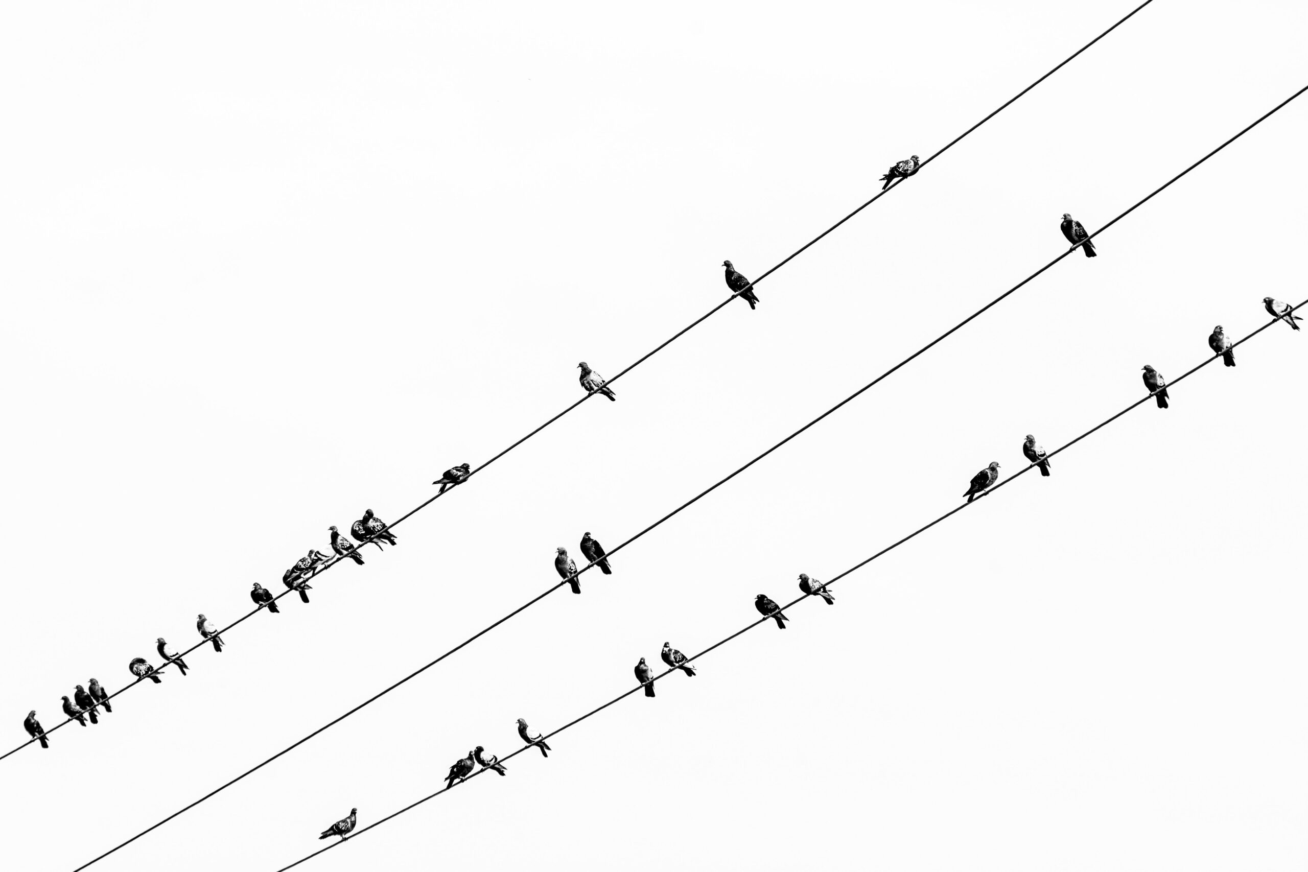 pexels-davide-negro-2157018402-34634092